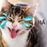 101+ Meme Mèo Cười Siêu Dễ Thương Và Hài Hước