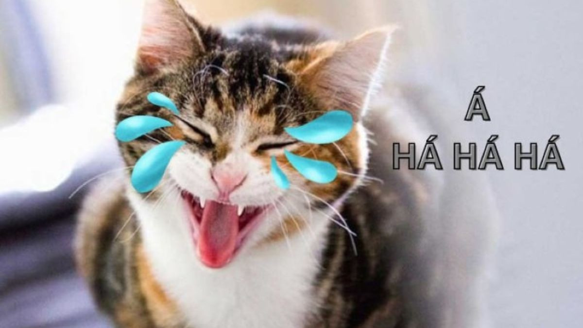 101+ Meme Mèo Cười Siêu Dễ Thương Và Hài Hước