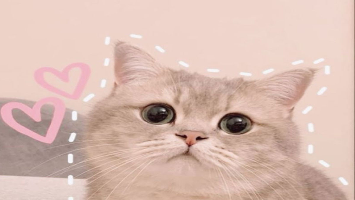 Ảnh cute mèo 1