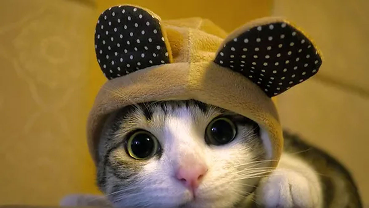 Ảnh cute mèo 3