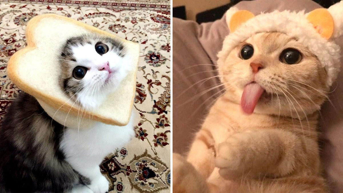 Ảnh cute mèo 4