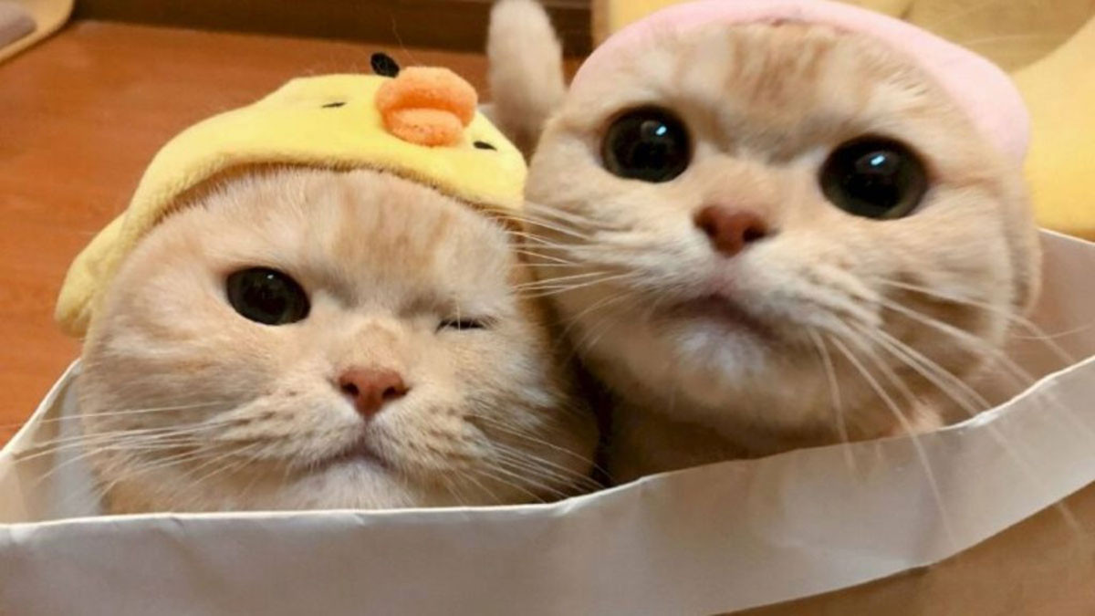 Ảnh cute mèo 5