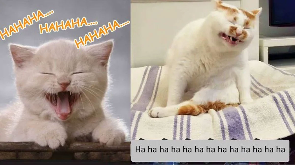 Avatar cười hài hước giản đơn