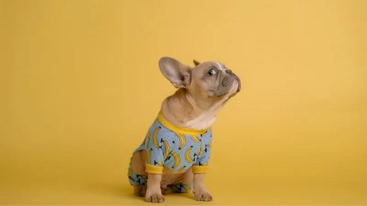 Avatar Cute Hài Hước Về Chó 1