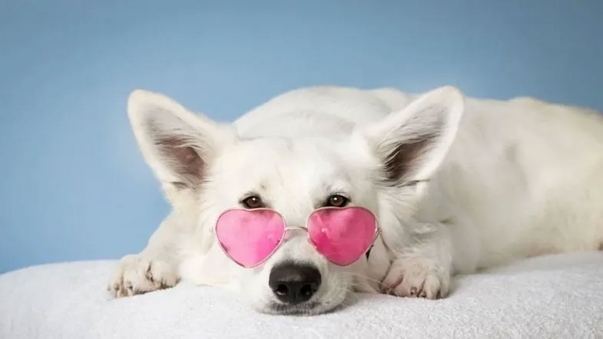 Avatar Cute Hài Hước Về Chó 4