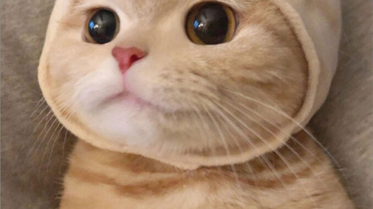 Avatar Cute Hài Hước Về Mèo 1