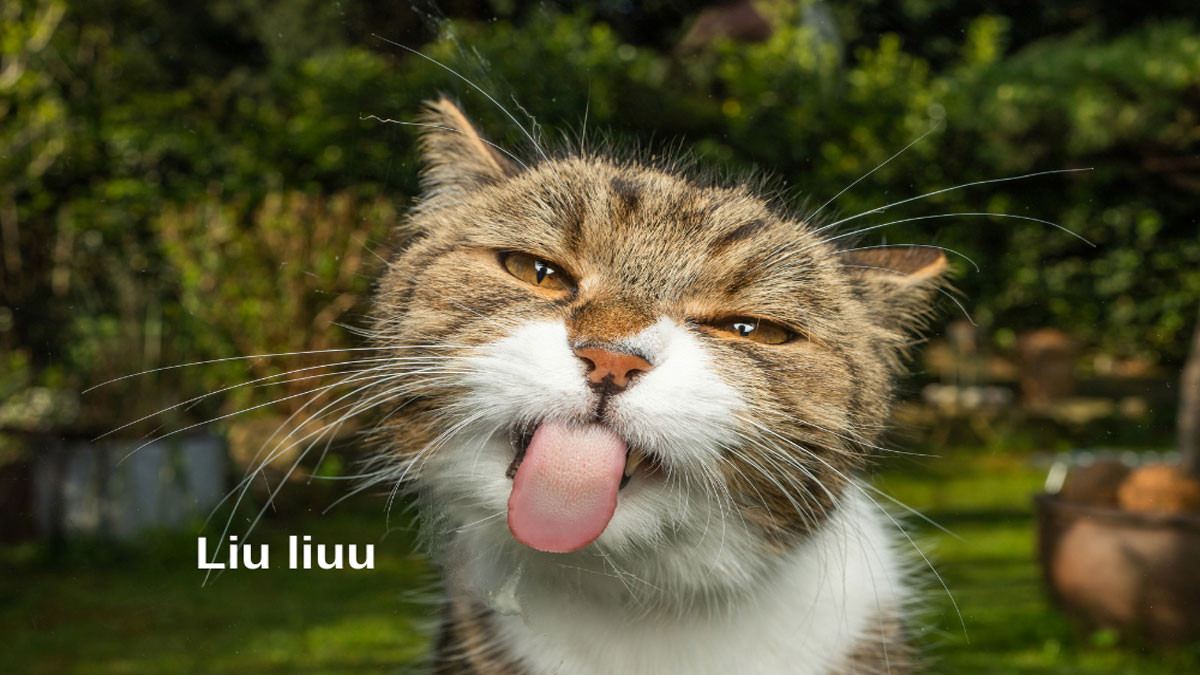 Avatar Cute Hài Hước Về Mèo 4