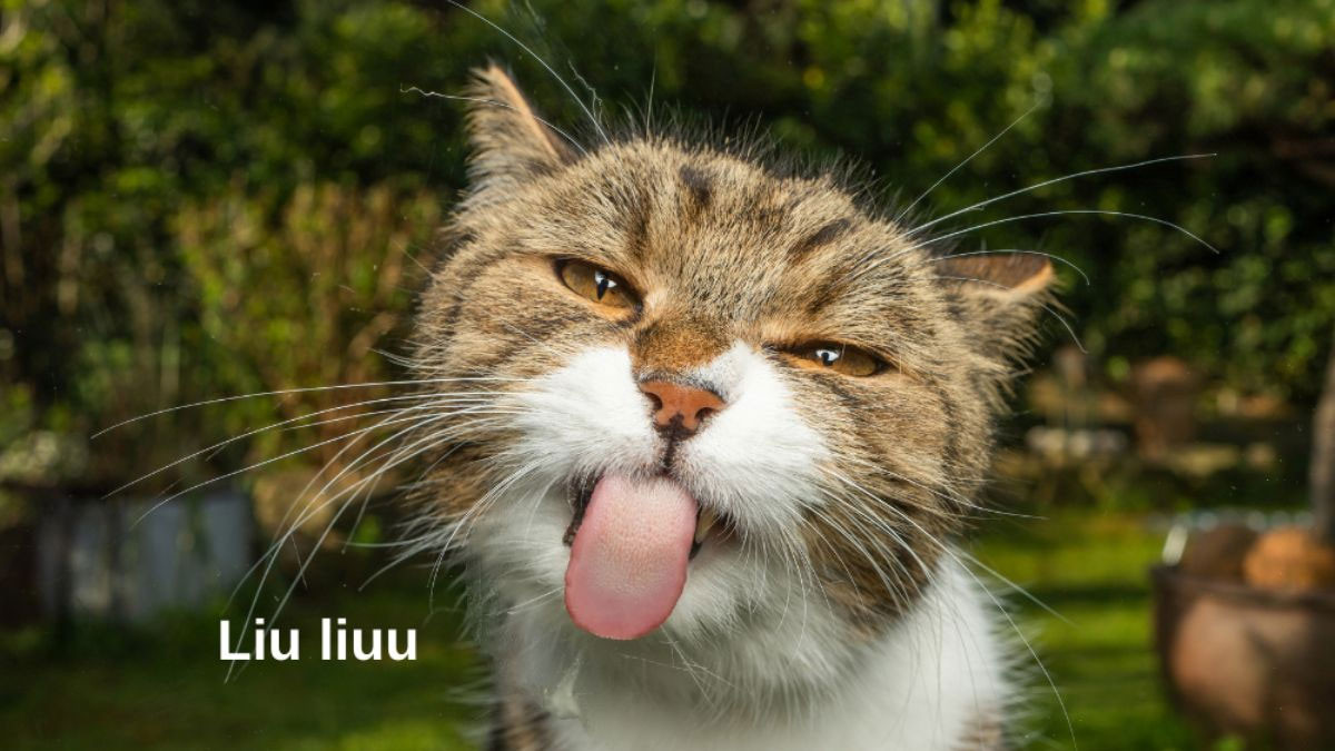 Avatar hài độc chó mèo 3