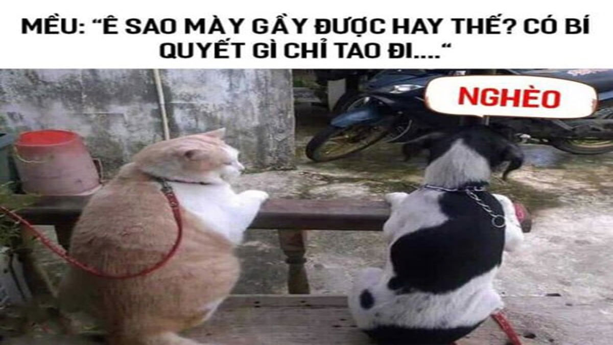 Avatar Meme Hài Hước 3