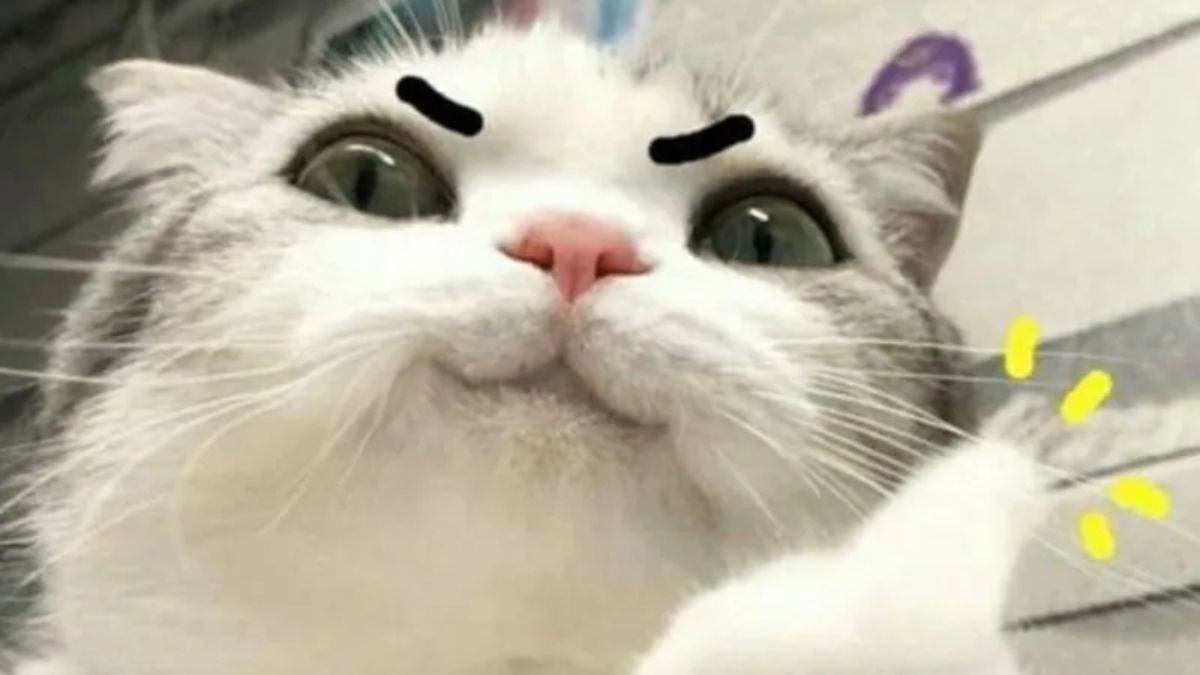 Biểu cảm đáng yêu của mèo