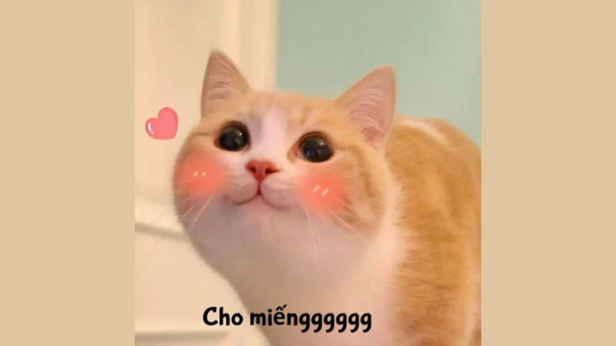 Biểu cảm ngộ nghĩnh của mèo