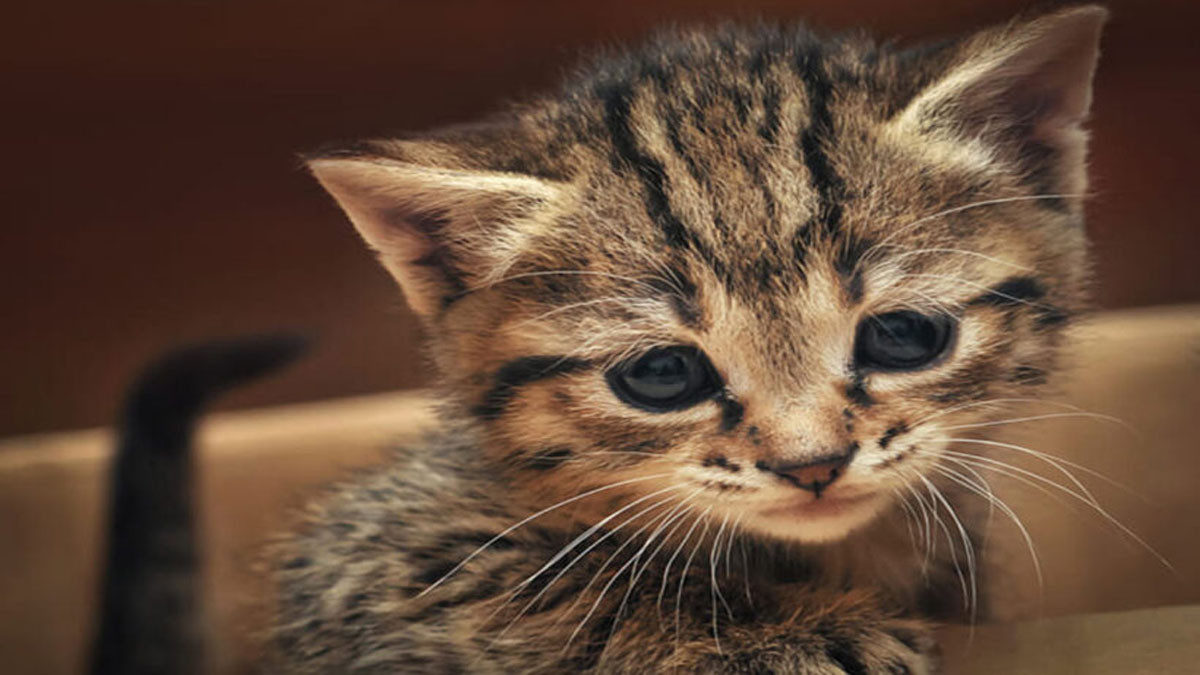 Chú mèo buồn cute 2