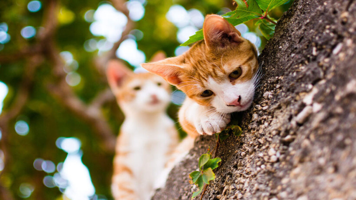 Chú mèo buồn cute 3