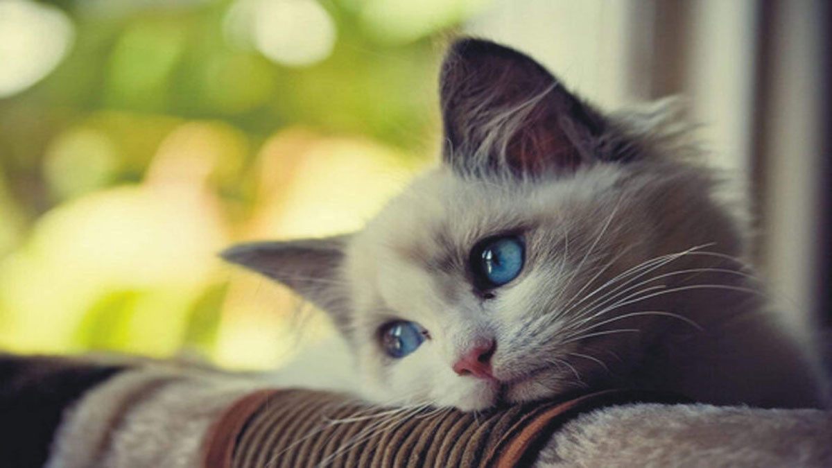 Chú mèo buồn cute 4