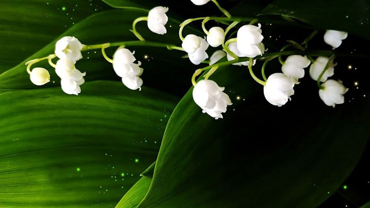 Hình ảnh hoa lan đỏ