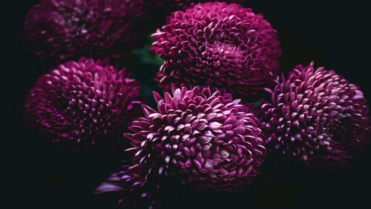Hình ảnh hoa tím buồn 6