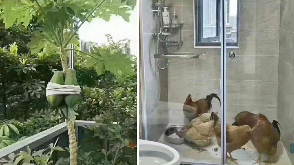 Hình ảnh khẩn cấp ứng phó với bão