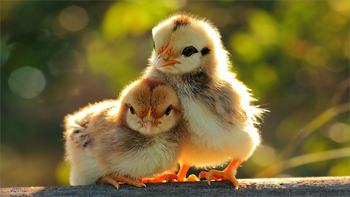 Hình nền cute động vật 2