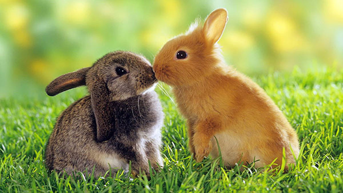 Hình nền cute động vật 3