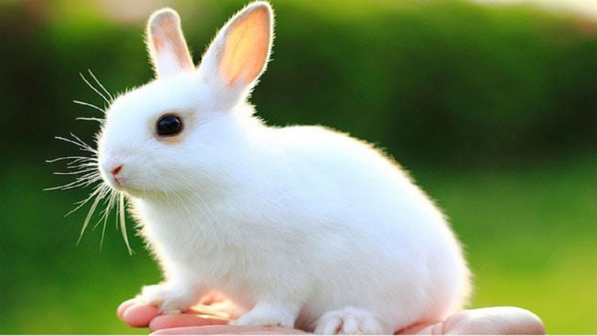 Hình nền cute động vật 4