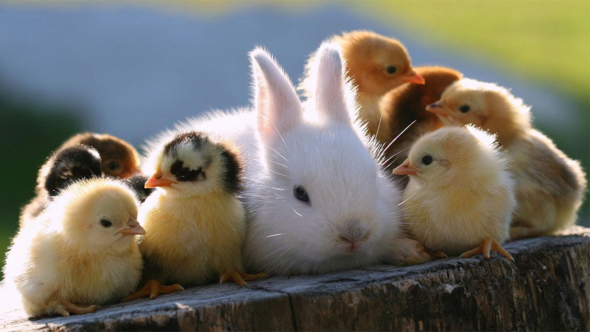 Hình nền cute động vật 5