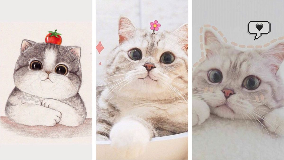 Hình nền điện thoại mèo cute