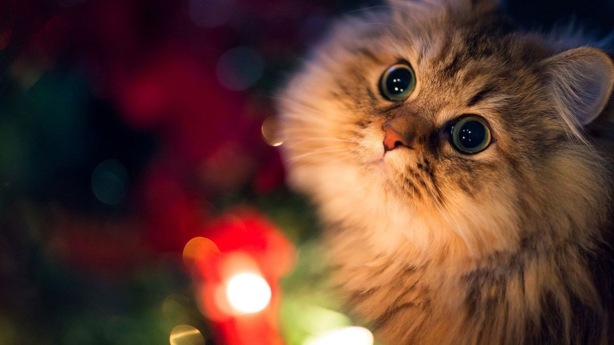 Hình nền điện thoại mèo cute