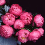 Hình nền hoa mẫu đơn màu đỏ