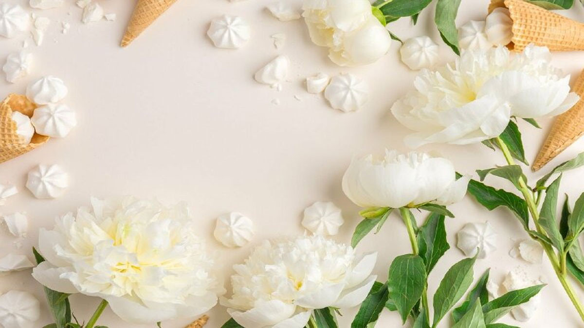 Hình nền hoa mẫu đơn màu trắng