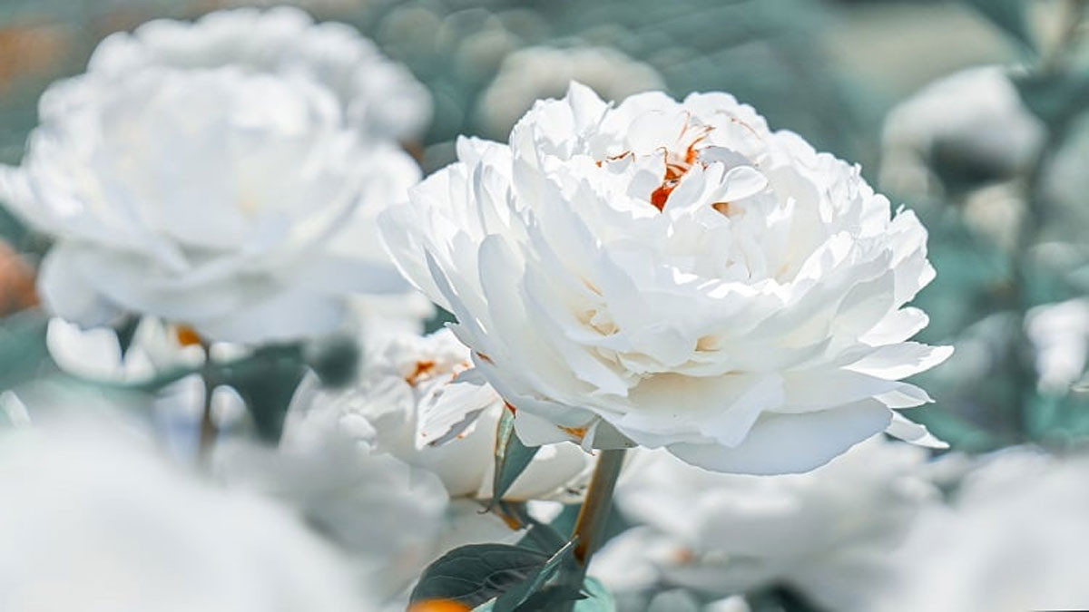 Hình nền hoa mẫu đơn màu trắng