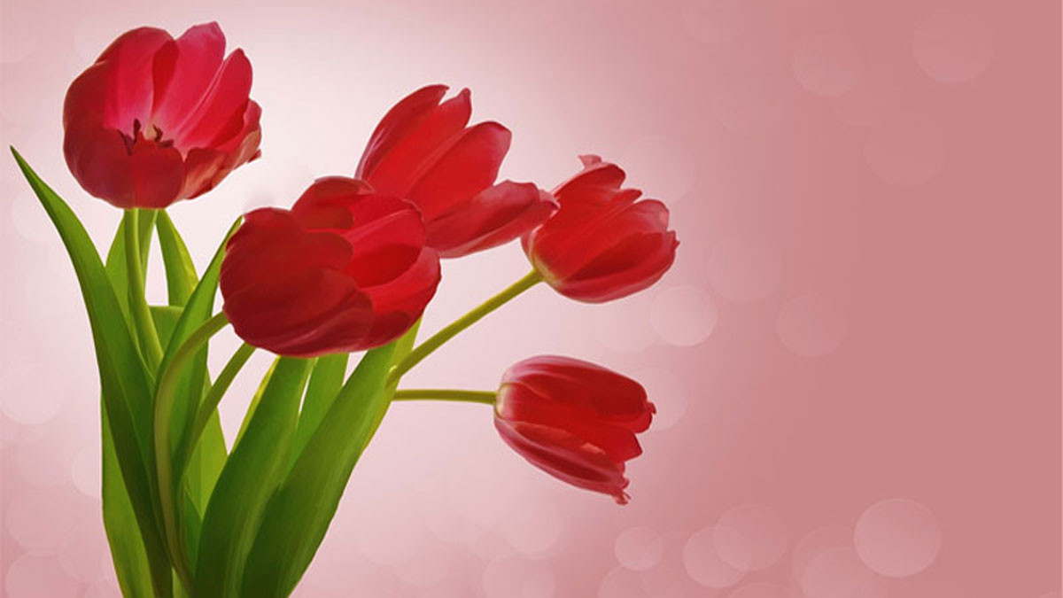 Hình nền hoa tulip đỏ