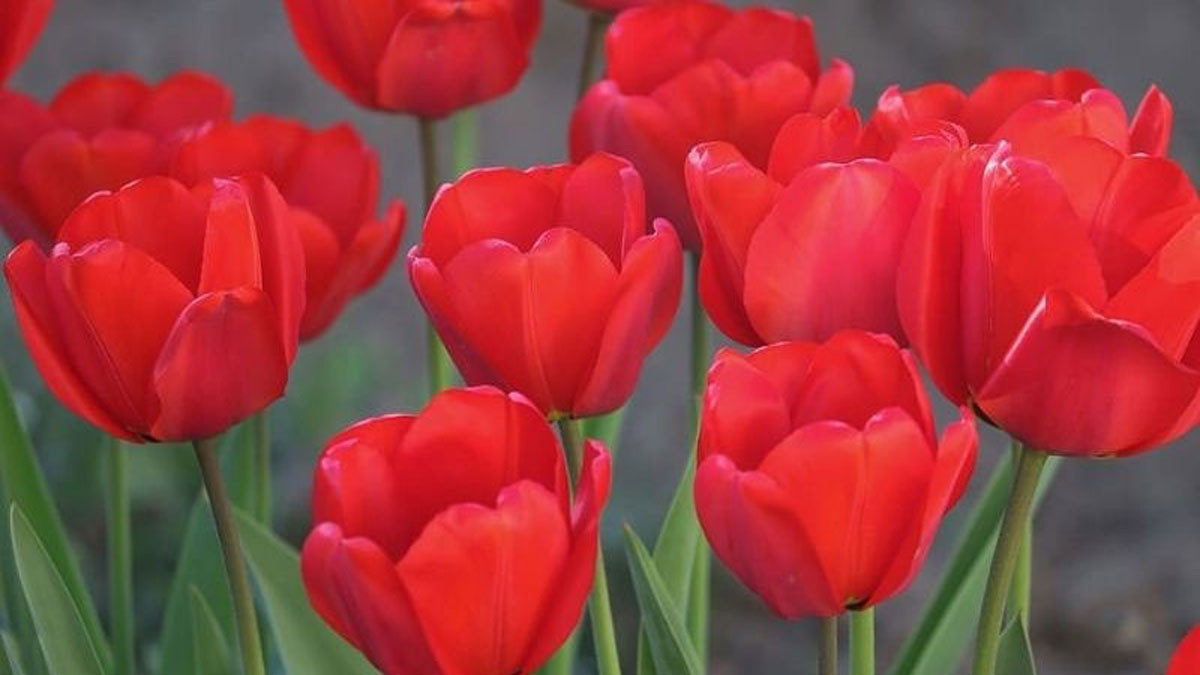Hình nền hoa tulip đỏ