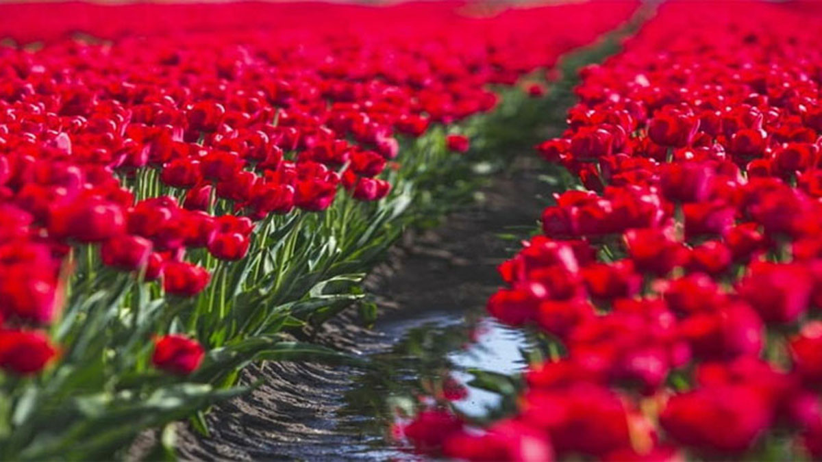 Hình nền hoa tulip đỏ