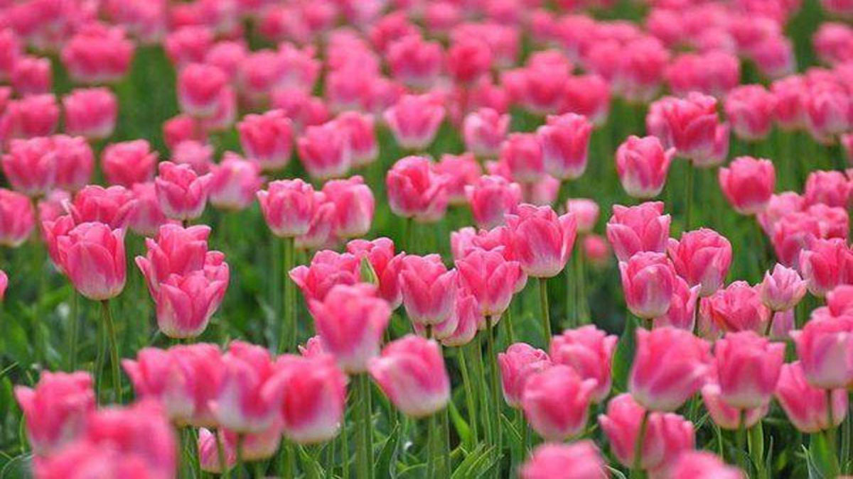 Hình nền hoa tulip hồng