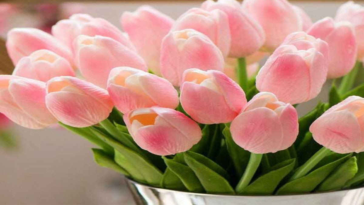 Hình nền hoa tulip hồng