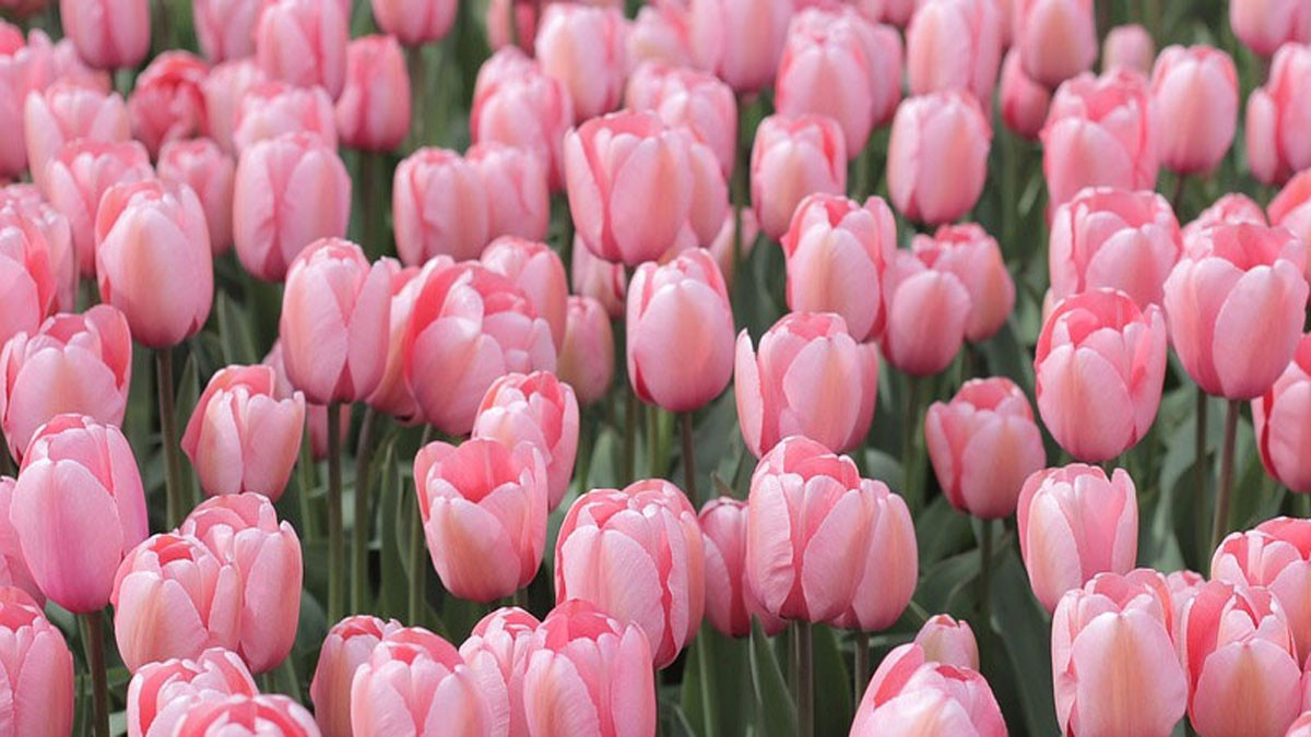 Hình nền hoa tulip hồng