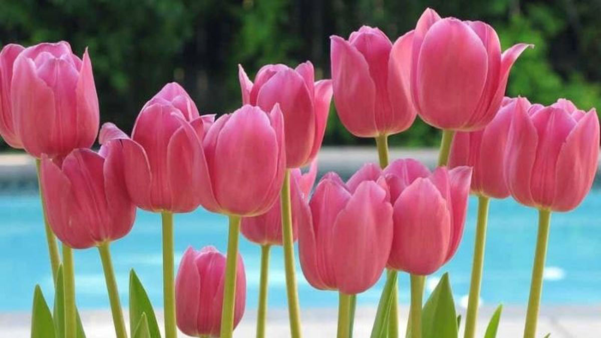 Hình nền hoa tulip hồng