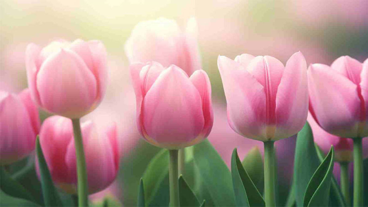 Hình nền hoa tulip hồng
