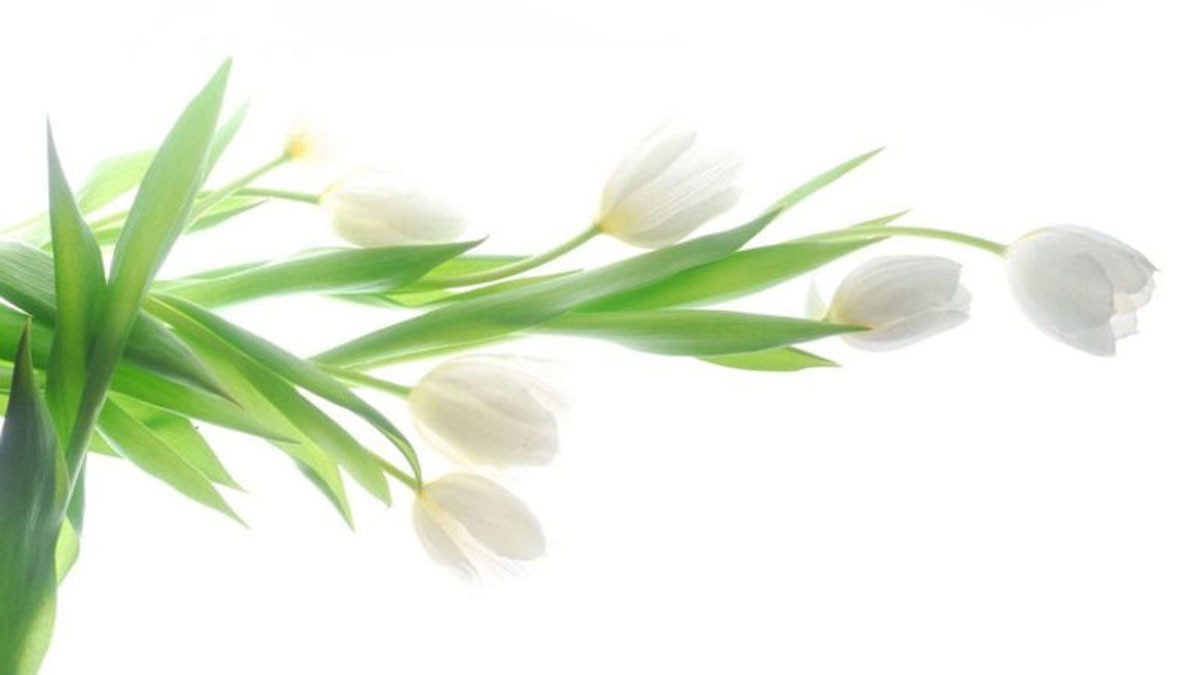 Hình nền hoa tulip trắng