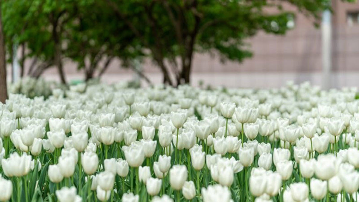 Hình nền hoa tulip trắng