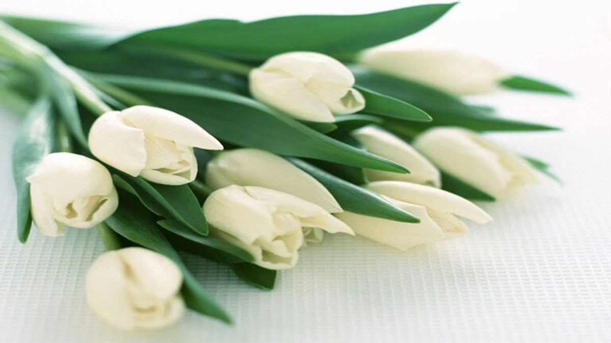 Hình nền hoa tulip trắng