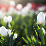 Hình nền hoa tulip trắng đẹp