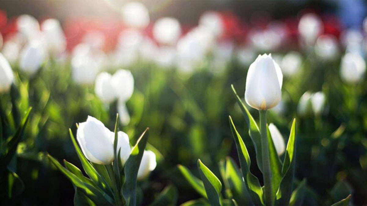 Hình nền hoa tulip trắng đẹp