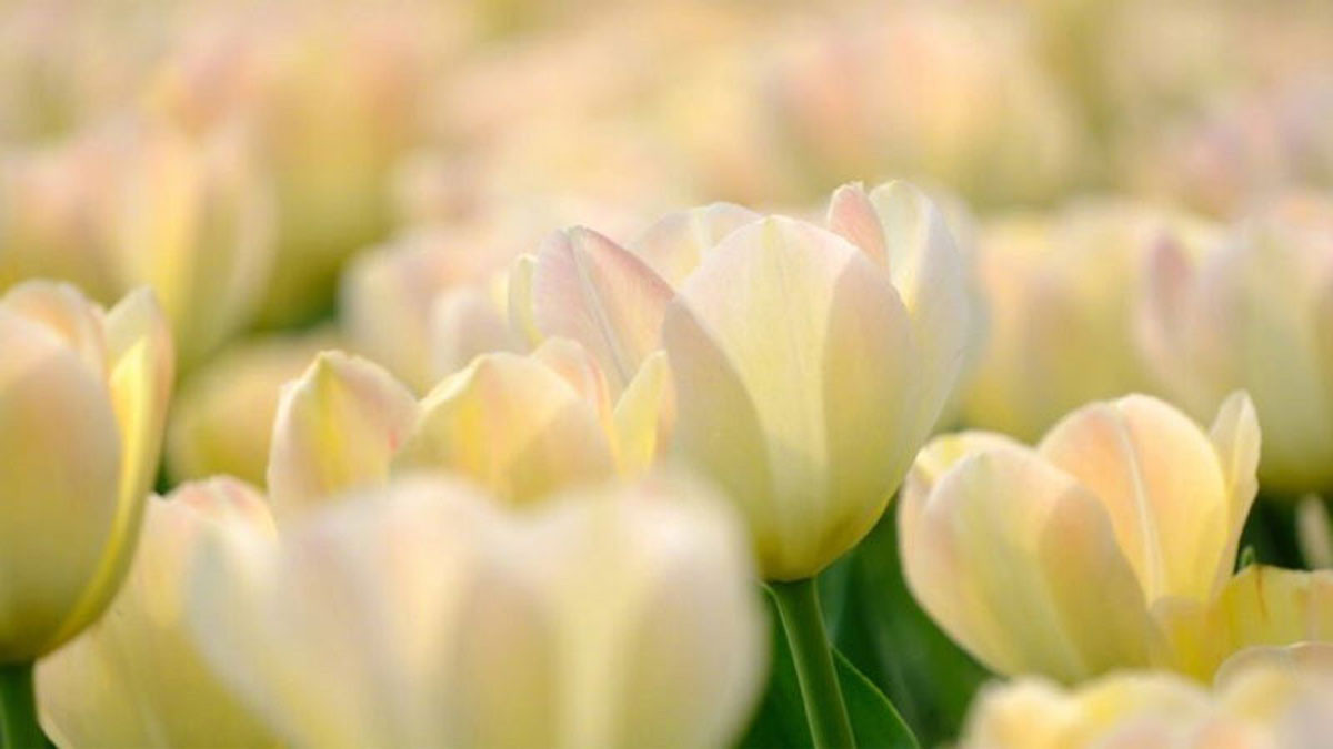 Hình nền hoa tulip trắng
