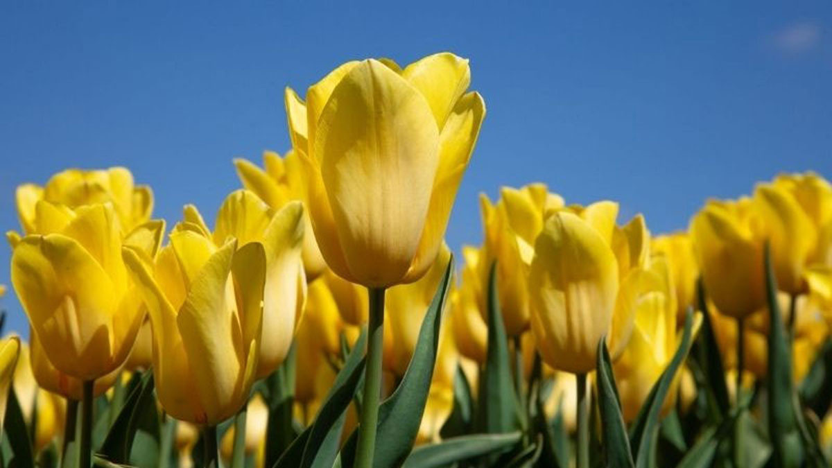 Hình nền hoa tulip vàng