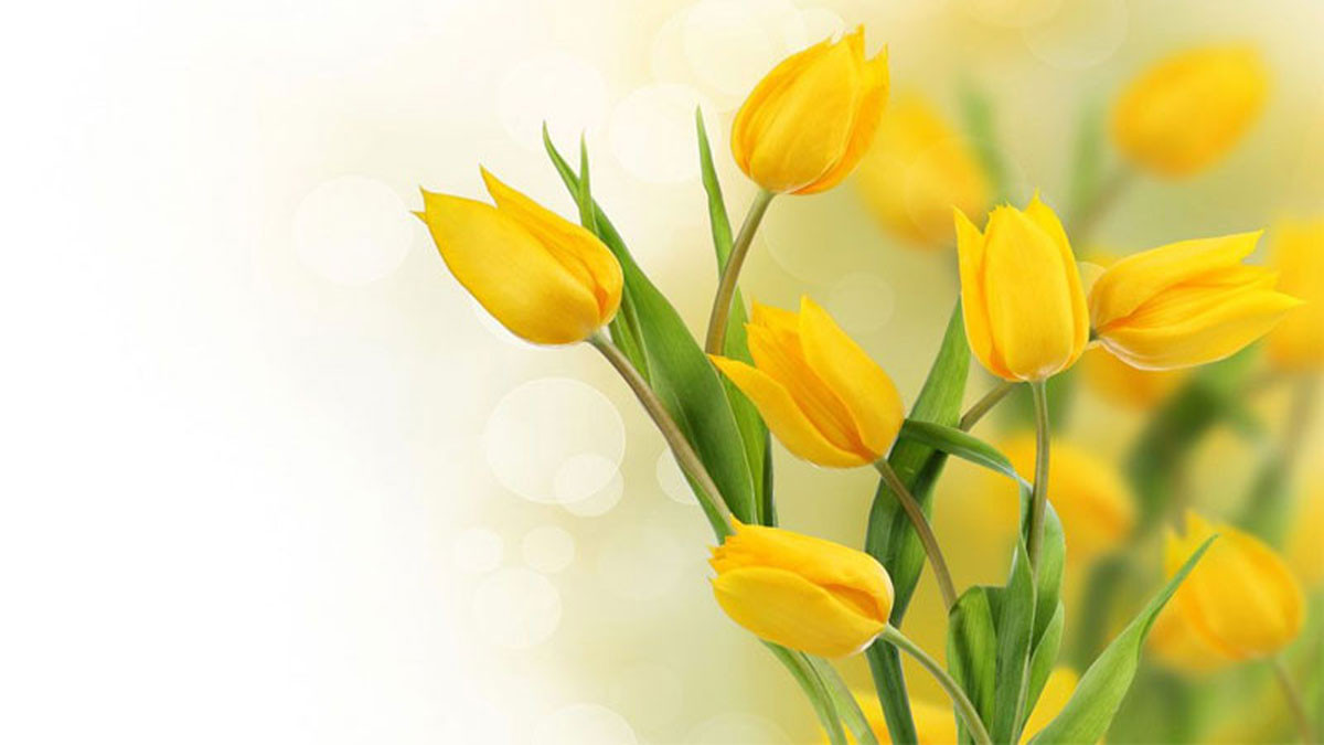 Hình nền hoa tulip vàng