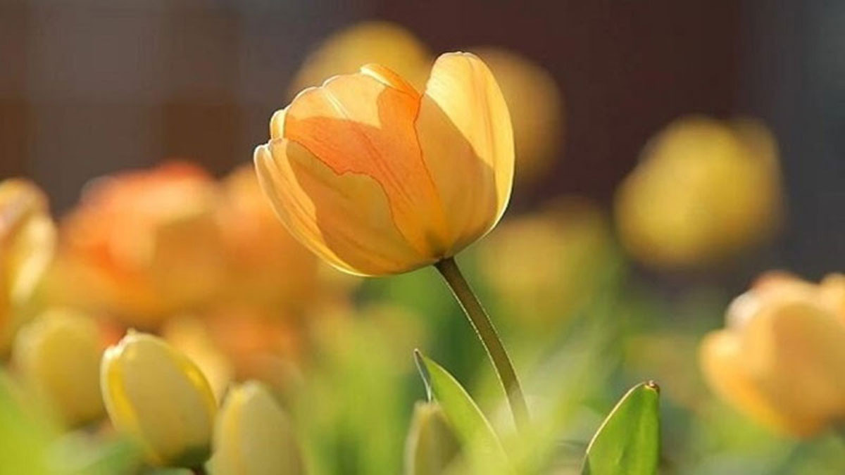 Hình nền hoa tulip vàng