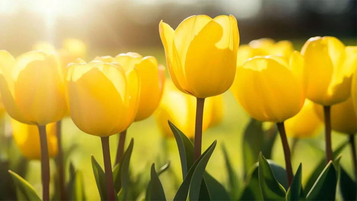 Hình nền hoa tulip vàng