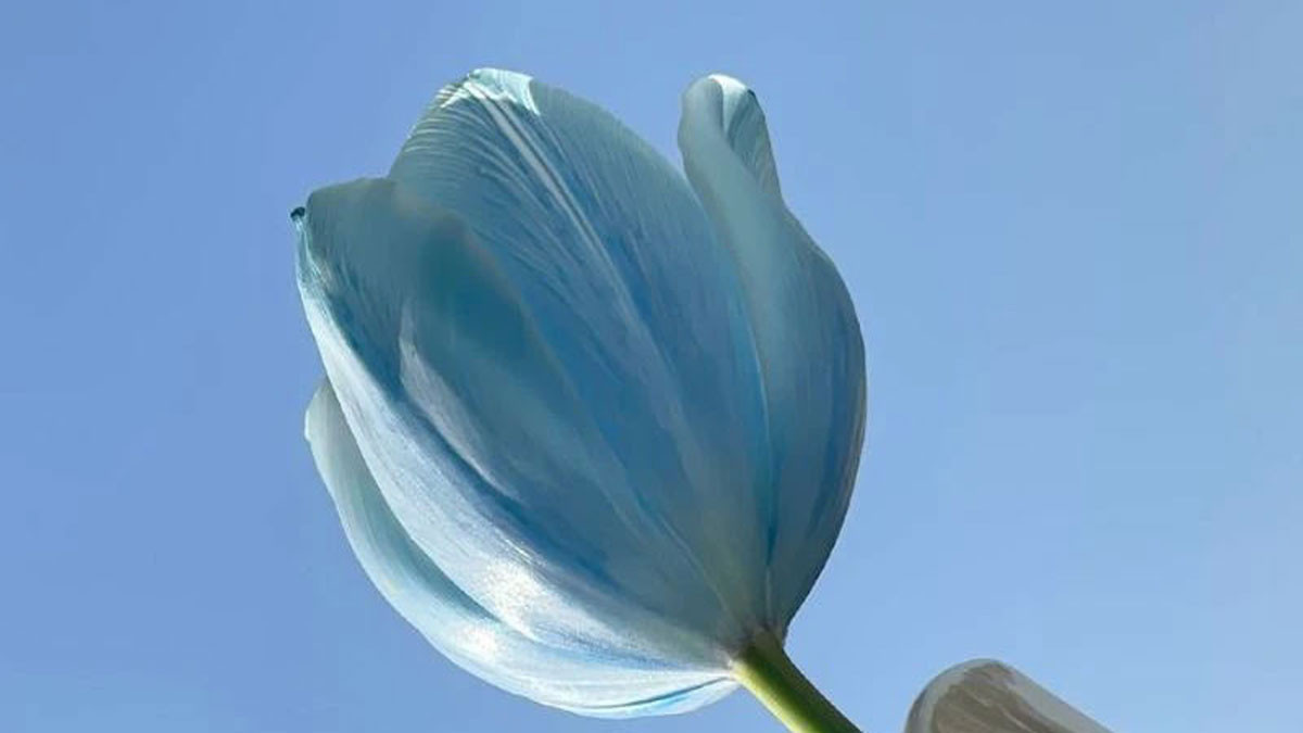 Hình nền hoa tulip xanh