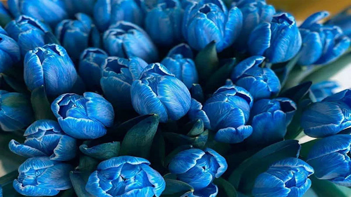Hình nền hoa tulip xanh